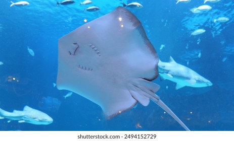 茄子视频下载app1