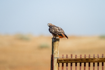 手机打字赚钱一单一结