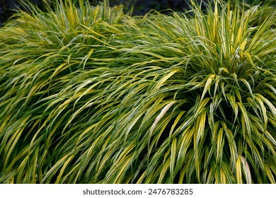 农村那些风流韵事