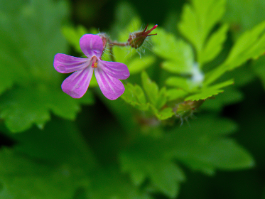 黑料网最新爆料,黑料51吃瓜网是什么