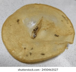 万相之王起点中文网：探索奇幻世界的冒险之旅与成长故事