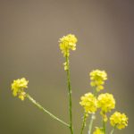 万相之王三优小说:探索力量与命运的交织之旅 xz30n8m7l